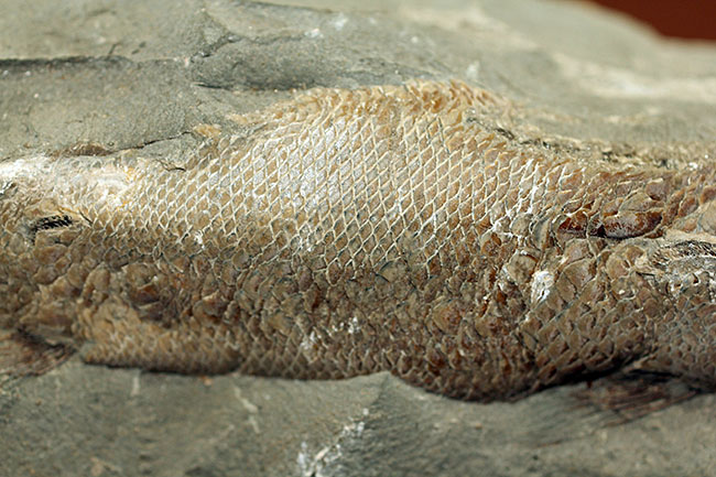 鱗の状態が素晴らしい、ブラジル・セアラ州産の絶滅古代魚、ラコレピス。魚鱗の保存状態必見！心臓の進化を解き明かした。（その4）