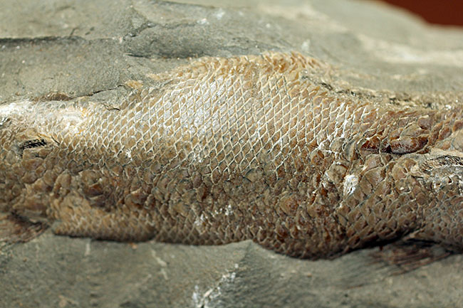 鱗の状態が素晴らしい、ブラジル・セアラ州産の絶滅古代魚、ラコレピス。魚鱗の保存状態必見!心臓の進化を解き明かした。(その4)