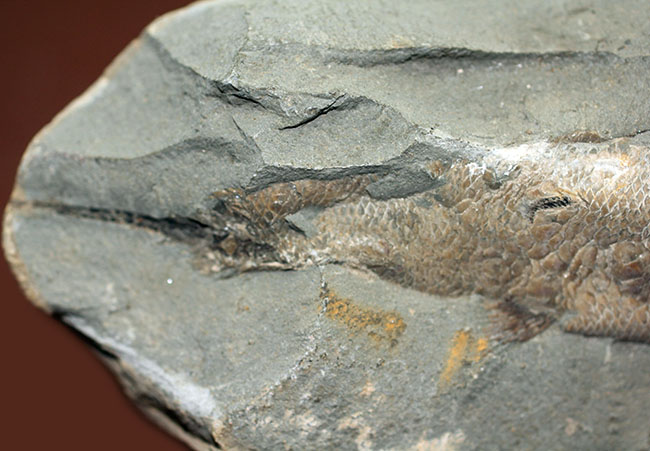 鱗の状態が素晴らしい、ブラジル・セアラ州産の絶滅古代魚、ラコレピス。魚鱗の保存状態必見!心臓の進化を解き明かした。(その5)