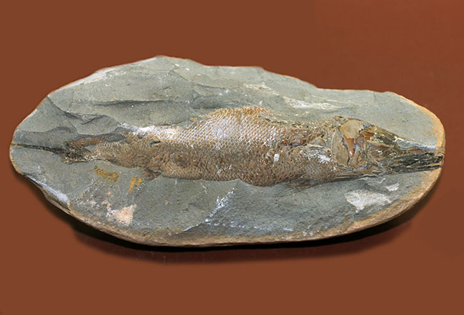 鱗の状態が素晴らしい、ブラジル・セアラ州産の絶滅古代魚、ラコレピス。魚鱗の保存状態必見！心臓の進化を解き明かした。（その7）