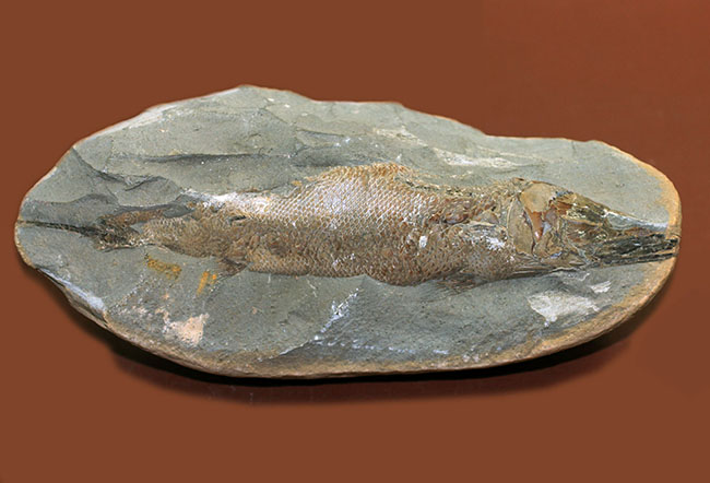 鱗の状態が素晴らしい、ブラジル・セアラ州産の絶滅古代魚、ラコレピス。魚鱗の保存状態必見!心臓の進化を解き明かした。(その7)