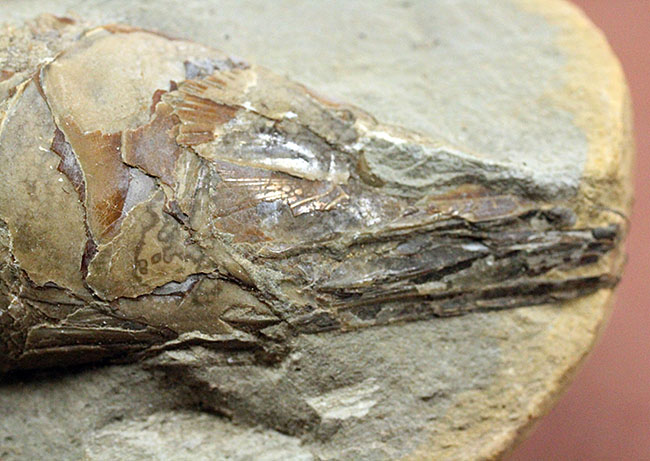 鱗の状態が素晴らしい、ブラジル・セアラ州産の絶滅古代魚、ラコレピス。魚鱗の保存状態必見!心臓の進化を解き明かした。(その8)