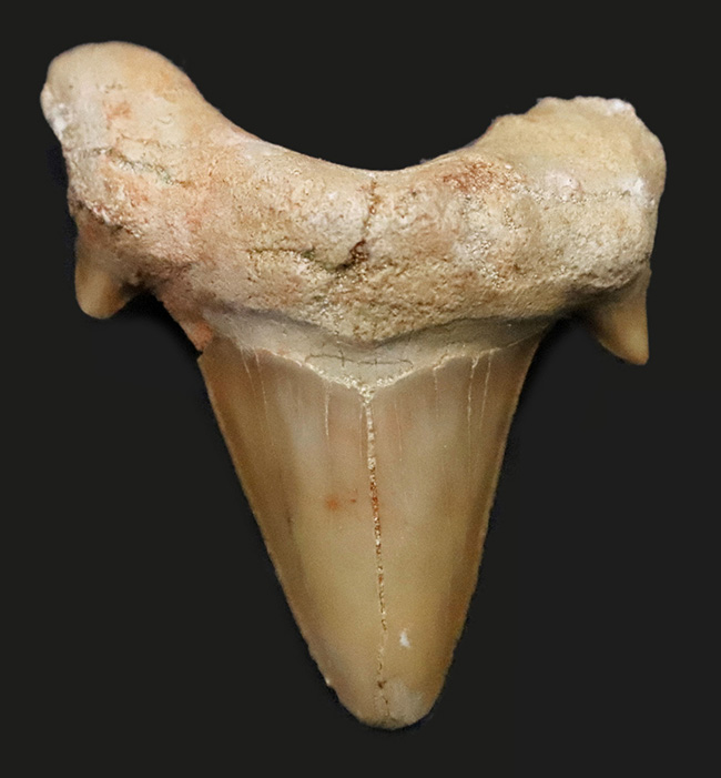 力強い歯根、美しいエナメル質に加えて、副咬頭まで保存された上質のオトドゥス（Otodus）の歯化石（その1）