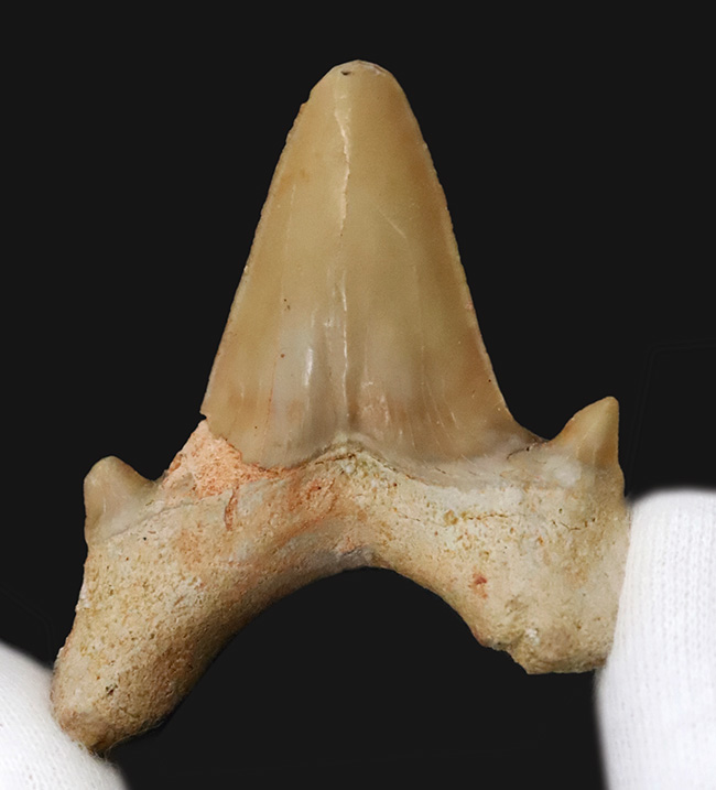 力強い歯根、美しいエナメル質に加えて、副咬頭まで保存された上質のオトドゥス（Otodus）の歯化石（その2）