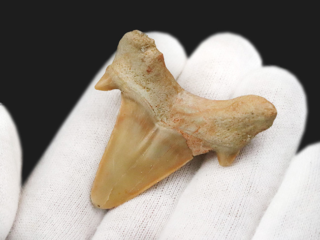 力強い歯根、美しいエナメル質に加えて、副咬頭まで保存された上質のオトドゥス（Otodus）の歯化石（その4）