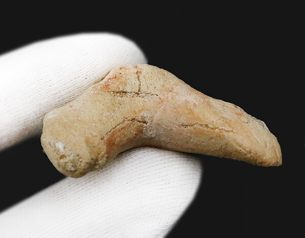 力強い歯根、美しいエナメル質に加えて、副咬頭まで保存された上質のオトドゥス（Otodus）の歯化石（その5）