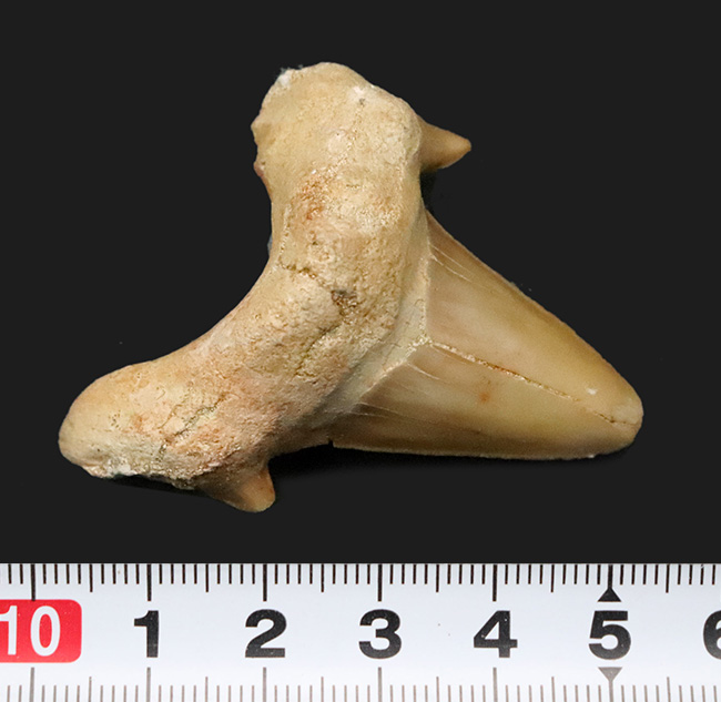 力強い歯根、美しいエナメル質に加えて、副咬頭まで保存された上質のオトドゥス（Otodus）の歯化石（その6）