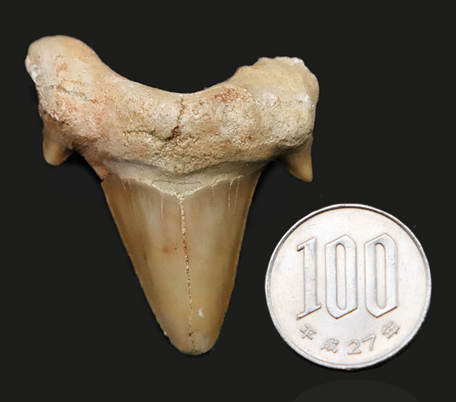 力強い歯根、美しいエナメル質に加えて、副咬頭まで保存された上質のオトドゥス（Otodus）の歯化石（その7）