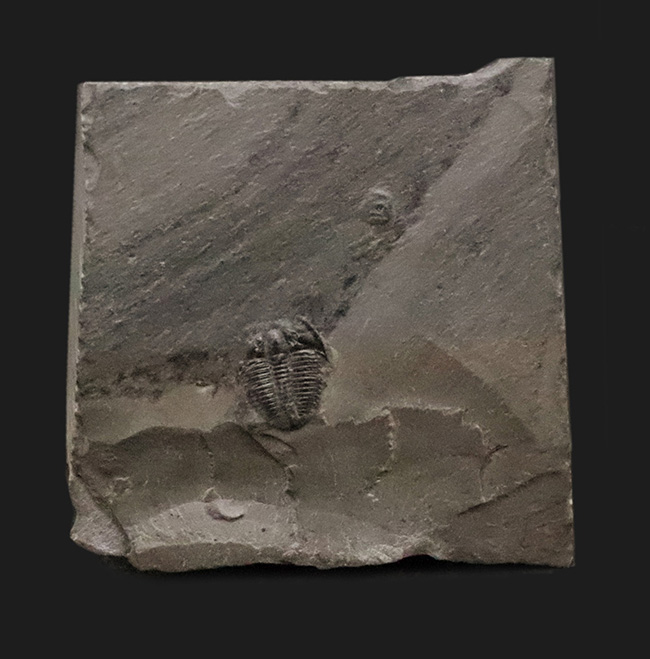 もっとも最初の三葉虫、これがスタート！米国ユタ州産 エルラシア・キンギ（Elrathia kingi）（その1）