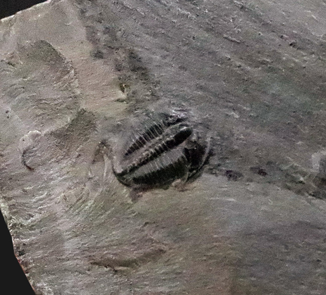 もっとも最初の三葉虫、これがスタート！米国ユタ州産 エルラシア・キンギ（Elrathia kingi）（その2）