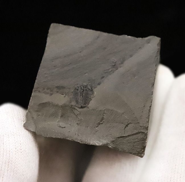 もっとも最初の三葉虫、これがスタート！米国ユタ州産 エルラシア・キンギ（Elrathia kingi）（その3）