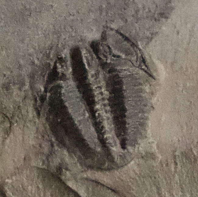 もっとも最初の三葉虫、これがスタート！米国ユタ州産 エルラシア・キンギ（Elrathia kingi）（その4）