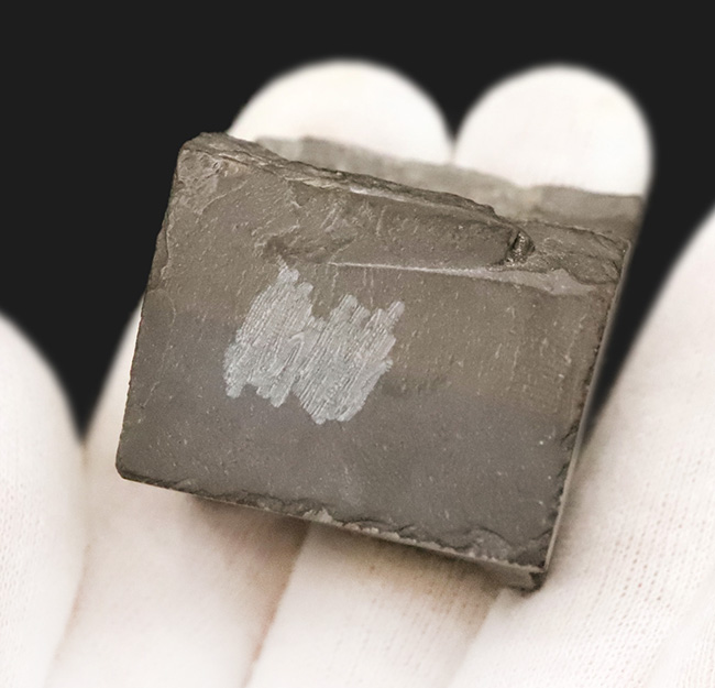 もっとも最初の三葉虫、これがスタート！米国ユタ州産 エルラシア・キンギ（Elrathia kingi）（その5）