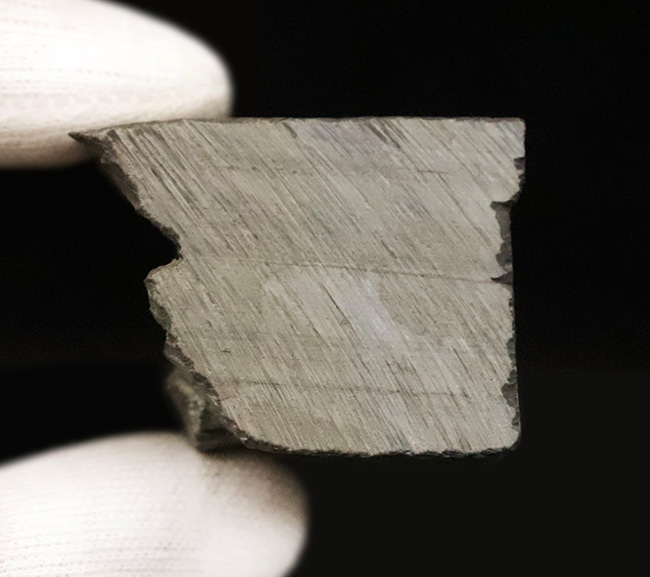 もっとも最初の三葉虫、これがスタート！米国ユタ州産 エルラシア・キンギ（Elrathia kingi）（その6）