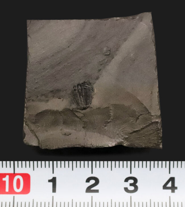 もっとも最初の三葉虫、これがスタート！米国ユタ州産 エルラシア・キンギ（Elrathia kingi）（その7）