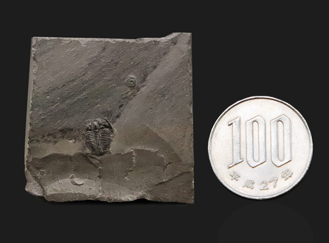 もっとも最初の三葉虫、これがスタート！米国ユタ州産 エルラシア・キンギ（Elrathia kingi）（その8）