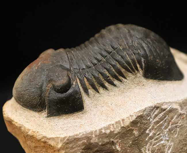 人気三葉虫！まれに見るビッグサイズ、細部まで精緻にくり抜かれた見事なクリーニング、総じて美しい保存状態、三拍子揃った、コレクショングレードのパラレジュルス・ハムラグダディカス（Paralejurus hamlagdadicus）（その1）