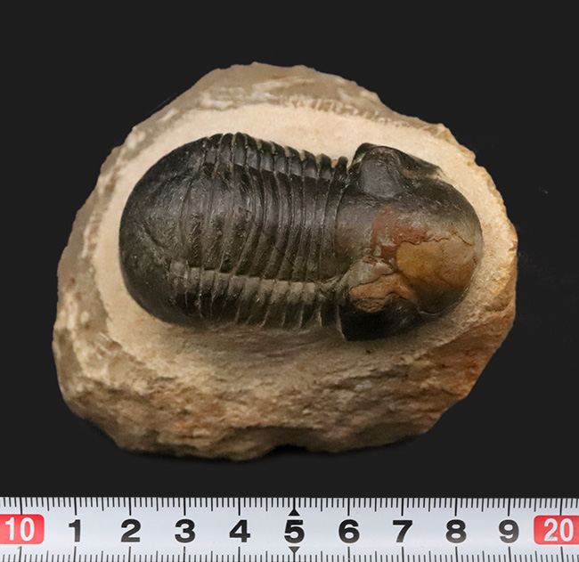 人気三葉虫！まれに見るビッグサイズ、細部まで精緻にくり抜かれた見事なクリーニング、総じて美しい保存状態、三拍子揃った、コレクショングレードのパラレジュルス・ハムラグダディカス（Paralejurus hamlagdadicus）（その10）
