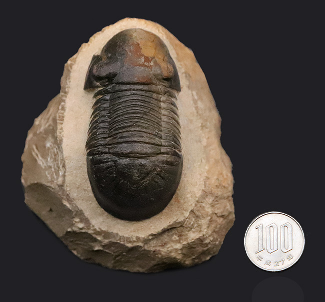 人気三葉虫！まれに見るビッグサイズ、細部まで精緻にくり抜かれた見事なクリーニング、総じて美しい保存状態、三拍子揃った、コレクショングレードのパラレジュルス・ハムラグダディカス（Paralejurus hamlagdadicus）（その11）