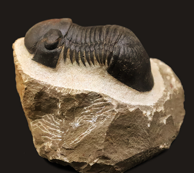 人気三葉虫！まれに見るビッグサイズ、細部まで精緻にくり抜かれた見事なクリーニング、総じて美しい保存状態、三拍子揃った、コレクショングレードのパラレジュルス・ハムラグダディカス（Paralejurus hamlagdadicus）（その2）