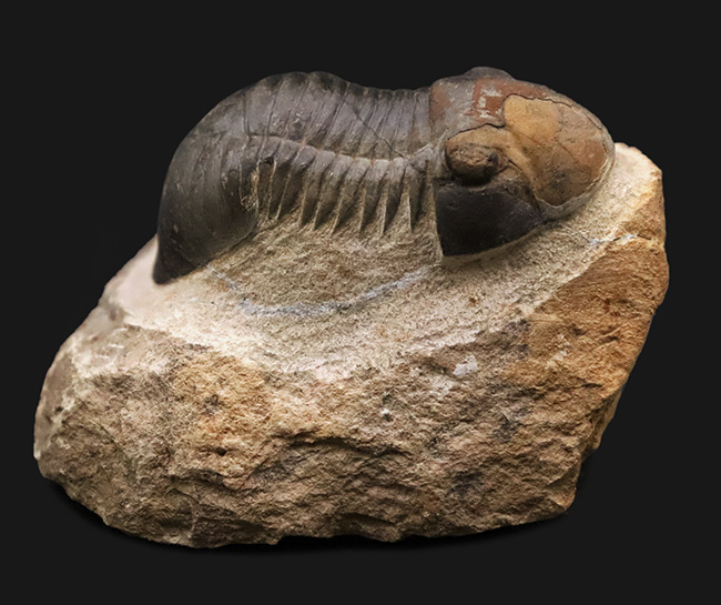 人気三葉虫！まれに見るビッグサイズ、細部まで精緻にくり抜かれた見事なクリーニング、総じて美しい保存状態、三拍子揃った、コレクショングレードのパラレジュルス・ハムラグダディカス（Paralejurus hamlagdadicus）（その3）