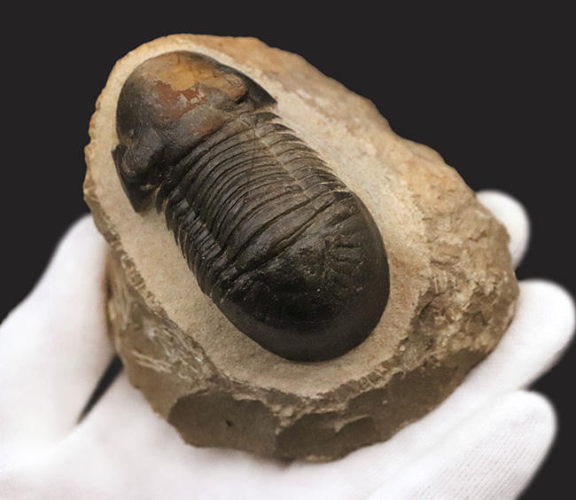 人気三葉虫！まれに見るビッグサイズ、細部まで精緻にくり抜かれた見事なクリーニング、総じて美しい保存状態、三拍子揃った、コレクショングレードのパラレジュルス・ハムラグダディカス（Paralejurus hamlagdadicus）（その4）