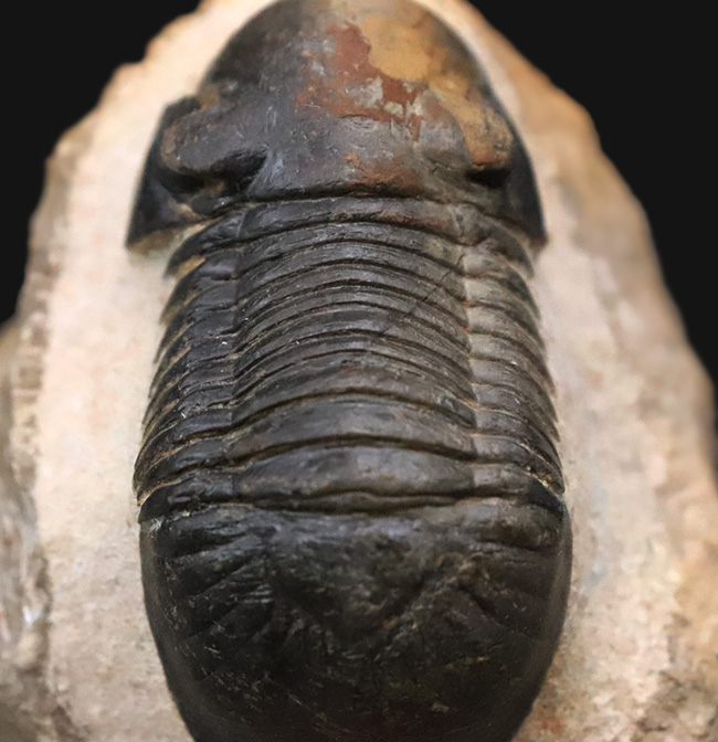 人気三葉虫！まれに見るビッグサイズ、細部まで精緻にくり抜かれた見事なクリーニング、総じて美しい保存状態、三拍子揃った、コレクショングレードのパラレジュルス・ハムラグダディカス（Paralejurus hamlagdadicus）（その5）