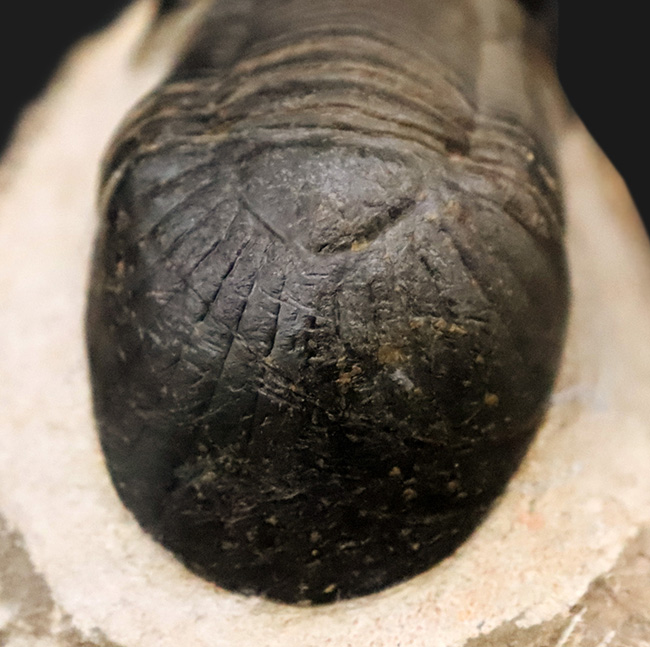 人気三葉虫！まれに見るビッグサイズ、細部まで精緻にくり抜かれた見事なクリーニング、総じて美しい保存状態、三拍子揃った、コレクショングレードのパラレジュルス・ハムラグダディカス（Paralejurus hamlagdadicus）（その6）