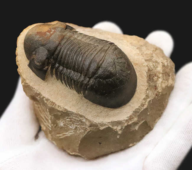 人気三葉虫！まれに見るビッグサイズ、細部まで精緻にくり抜かれた見事なクリーニング、総じて美しい保存状態、三拍子揃った、コレクショングレードのパラレジュルス・ハムラグダディカス（Paralejurus hamlagdadicus）（その7）