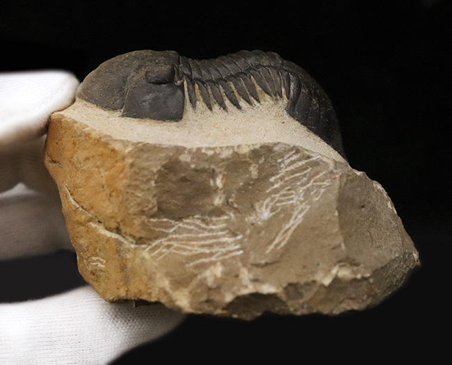 人気三葉虫！まれに見るビッグサイズ、細部まで精緻にくり抜かれた見事なクリーニング、総じて美しい保存状態、三拍子揃った、コレクショングレードのパラレジュルス・ハムラグダディカス（Paralejurus hamlagdadicus）（その8）