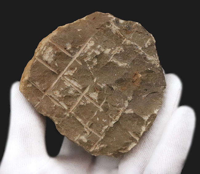 人気三葉虫！まれに見るビッグサイズ、細部まで精緻にくり抜かれた見事なクリーニング、総じて美しい保存状態、三拍子揃った、コレクショングレードのパラレジュルス・ハムラグダディカス（Paralejurus hamlagdadicus）（その9）