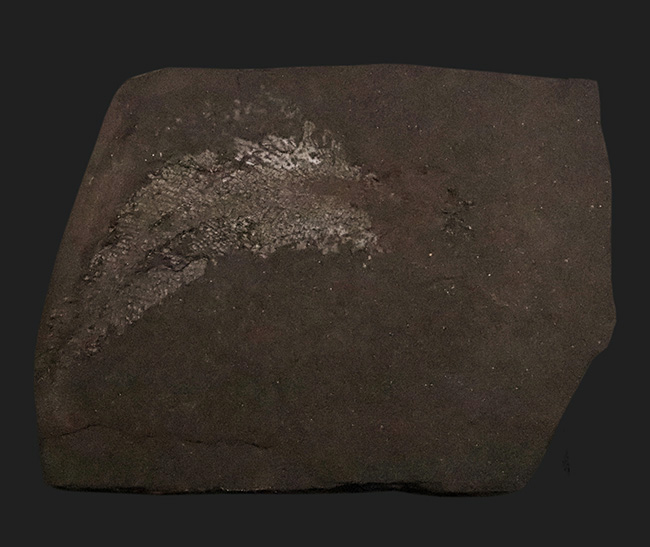 進化の過程を今に伝える……ペルム紀の絶滅魚類、パレオニスカム・フレイエスレーベニ（Palaeoniscum freieslebeni）全身化石（その1）