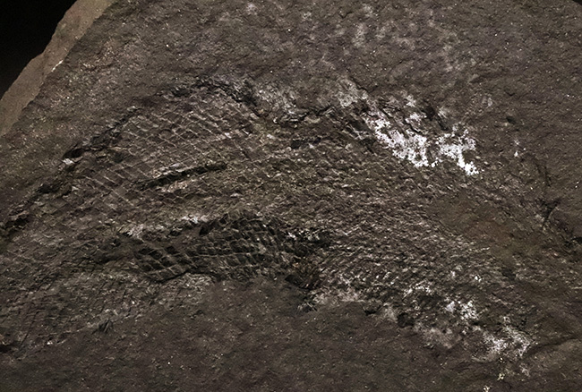 進化の過程を今に伝える……ペルム紀の絶滅魚類、パレオニスカム・フレイエスレーベニ（Palaeoniscum freieslebeni）全身化石（その2）