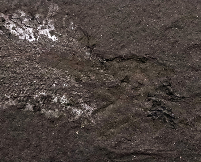 進化の過程を今に伝える……ペルム紀の絶滅魚類、パレオニスカム・フレイエスレーベニ（Palaeoniscum freieslebeni）全身化石（その3）