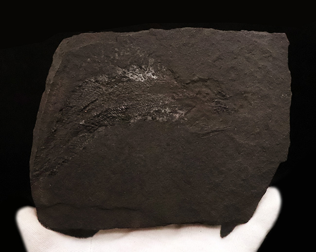 進化の過程を今に伝える……ペルム紀の絶滅魚類、パレオニスカム・フレイエスレーベニ（Palaeoniscum freieslebeni）全身化石（その4）