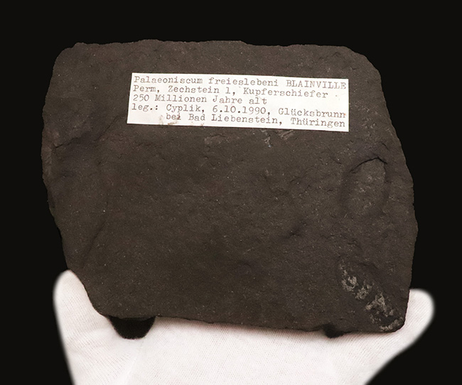 進化の過程を今に伝える……ペルム紀の絶滅魚類、パレオニスカム・フレイエスレーベニ（Palaeoniscum freieslebeni）全身化石（その5）