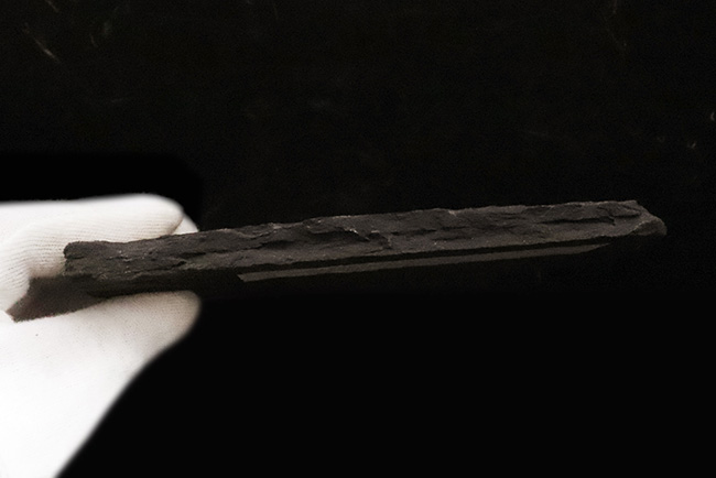 進化の過程を今に伝える……ペルム紀の絶滅魚類、パレオニスカム・フレイエスレーベニ（Palaeoniscum freieslebeni）全身化石（その6）