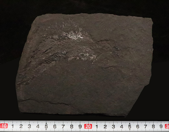 進化の過程を今に伝える……ペルム紀の絶滅魚類、パレオニスカム・フレイエスレーベニ（Palaeoniscum freieslebeni）全身化石（その7）