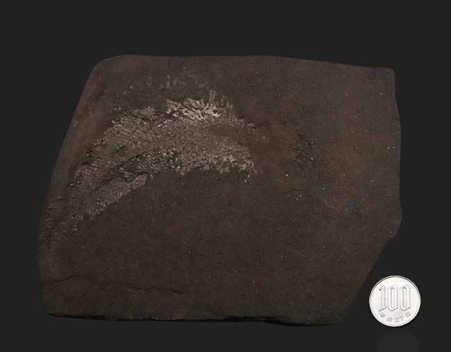 進化の過程を今に伝える……ペルム紀の絶滅魚類、パレオニスカム・フレイエスレーベニ（Palaeoniscum freieslebeni）全身化石（その8）