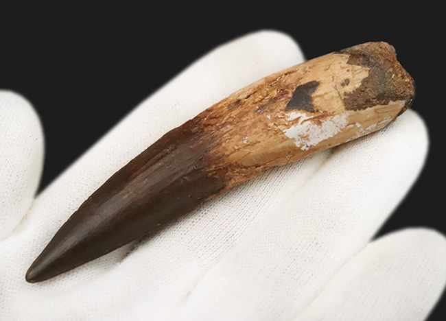 コレクショングレード!サイズあり、保存状態良好、良形と三拍子揃った、非常に美しい、スピノサウルス(Spinosaurus aegyptiacus)の歯化石(その1)