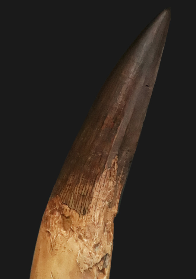 コレクショングレード!サイズあり、保存状態良好、良形と三拍子揃った、非常に美しい、スピノサウルス(Spinosaurus aegyptiacus)の歯化石(その2)