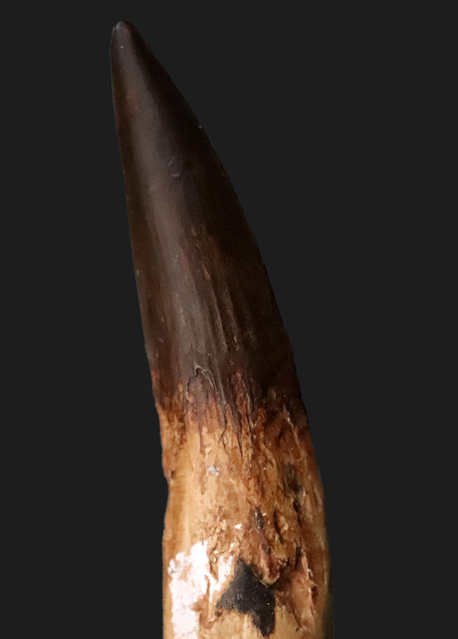 コレクショングレード!サイズあり、保存状態良好、良形と三拍子揃った、非常に美しい、スピノサウルス(Spinosaurus aegyptiacus)の歯化石(その3)