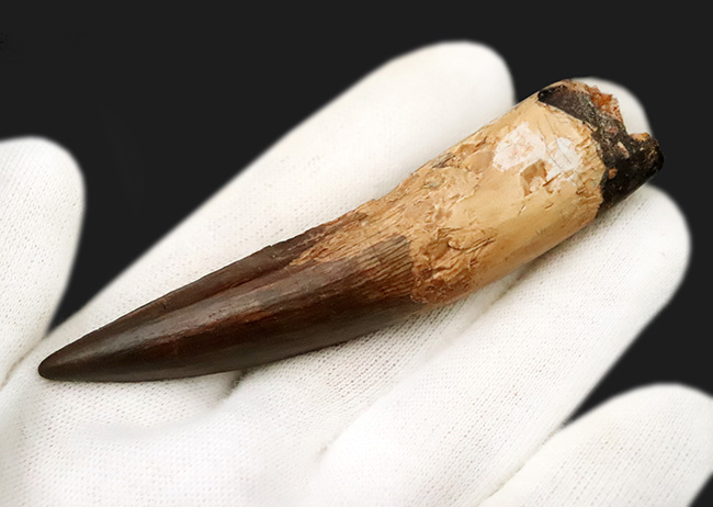 コレクショングレード!サイズあり、保存状態良好、良形と三拍子揃った、非常に美しい、スピノサウルス(Spinosaurus aegyptiacus)の歯化石(その4)