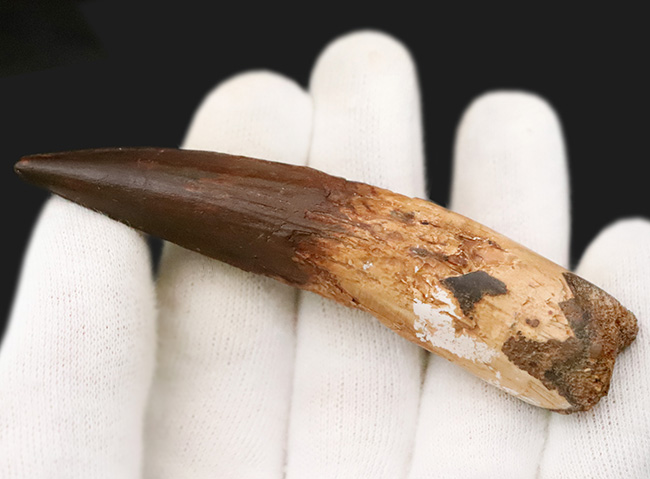 コレクショングレード!サイズあり、保存状態良好、良形と三拍子揃った、非常に美しい、スピノサウルス(Spinosaurus aegyptiacus)の歯化石(その5)