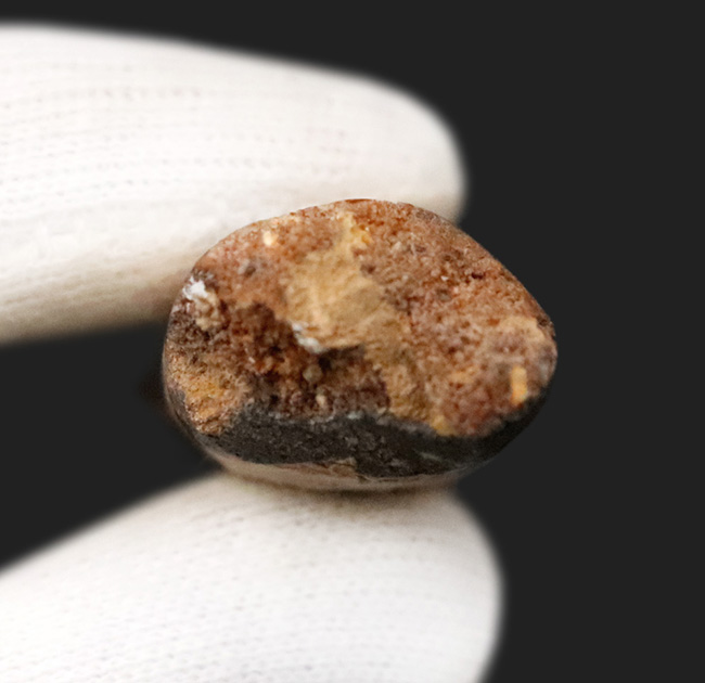 コレクショングレード!サイズあり、保存状態良好、良形と三拍子揃った、非常に美しい、スピノサウルス(Spinosaurus aegyptiacus)の歯化石(その6)