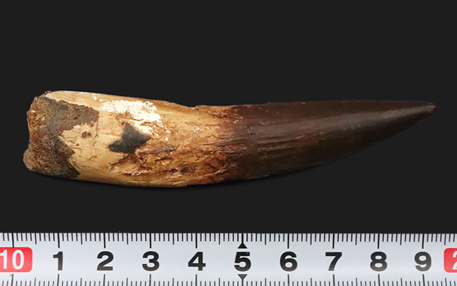 コレクショングレード!サイズあり、保存状態良好、良形と三拍子揃った、非常に美しい、スピノサウルス(Spinosaurus aegyptiacus)の歯化石(その7)