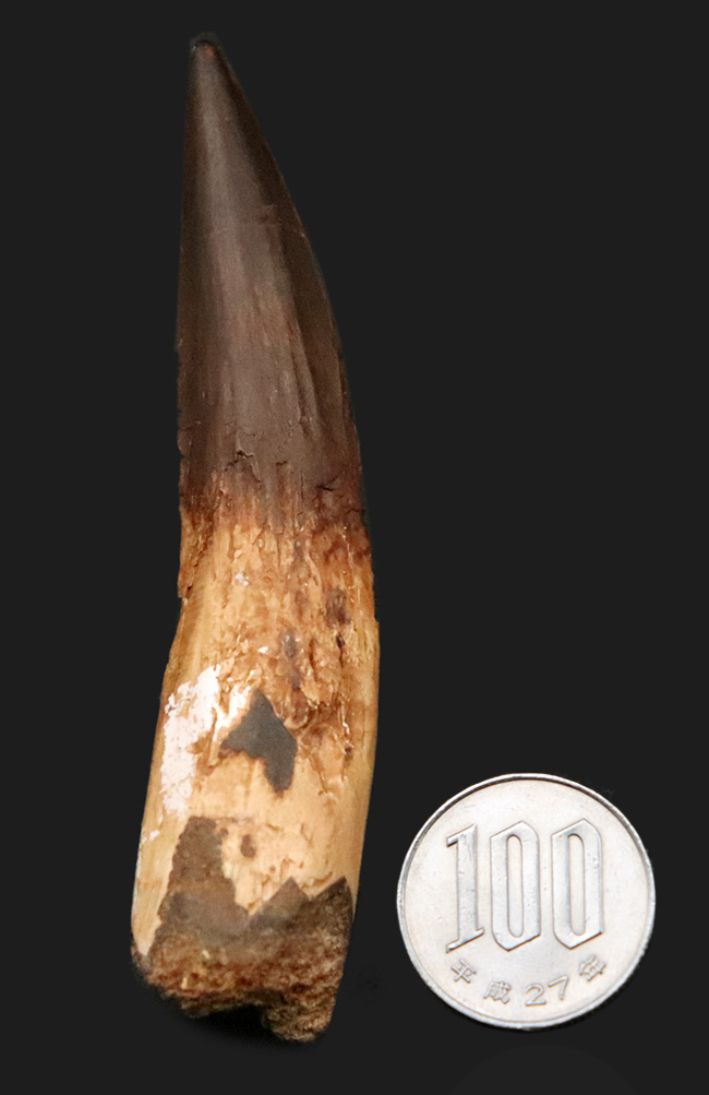 コレクショングレード!サイズあり、保存状態良好、良形と三拍子揃った、非常に美しい、スピノサウルス(Spinosaurus aegyptiacus)の歯化石(その8)