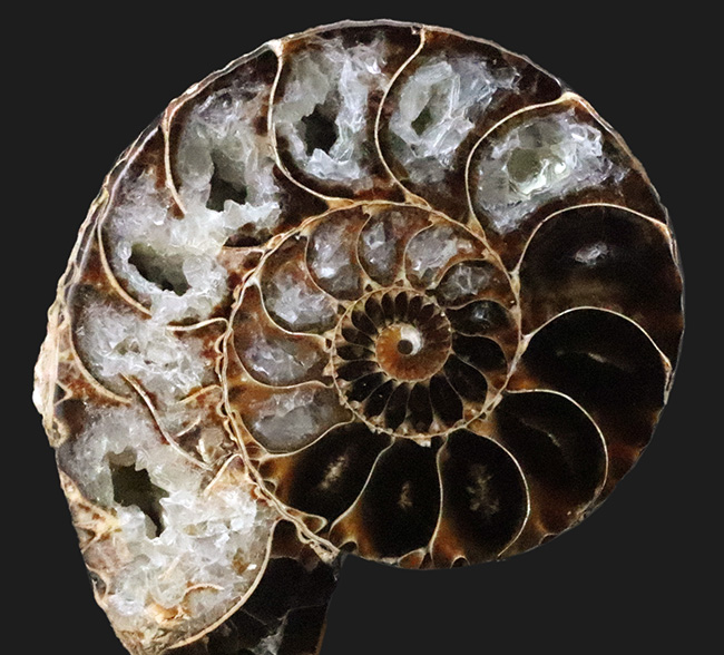 ベアボー層からの珍品……希少なアンモナイト「クリオスカフィテス（Clioscaphites）」のハーフカット標本（その1）