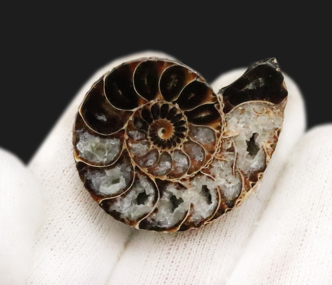 ベアボー層からの珍品……希少なアンモナイト「クリオスカフィテス（Clioscaphites）」のハーフカット標本（その3）