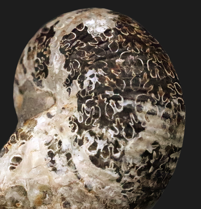 ベアボー層からの珍品……希少なアンモナイト「クリオスカフィテス（Clioscaphites）」のハーフカット標本（その4）